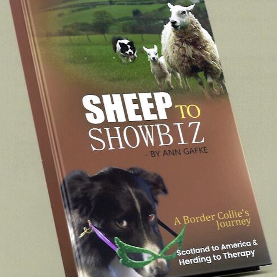 A history of Our Dog Family told in Border Collie Miste's Voice