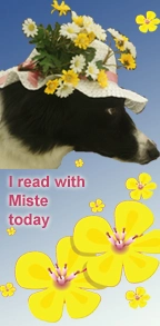 Border Collie wearing spring hat