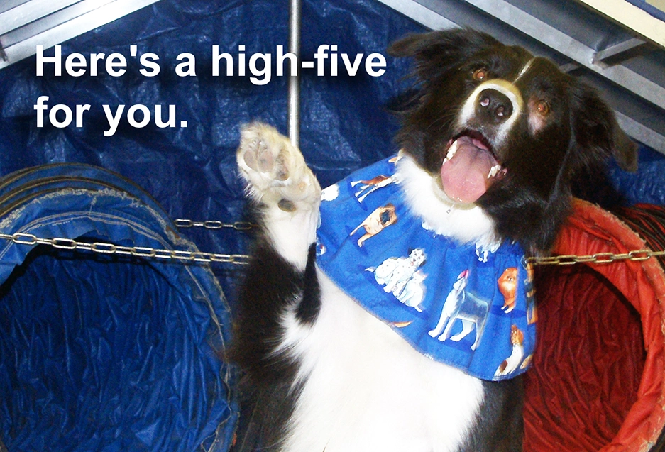 Border Collie waves her right front leg as if doing a waving gesture