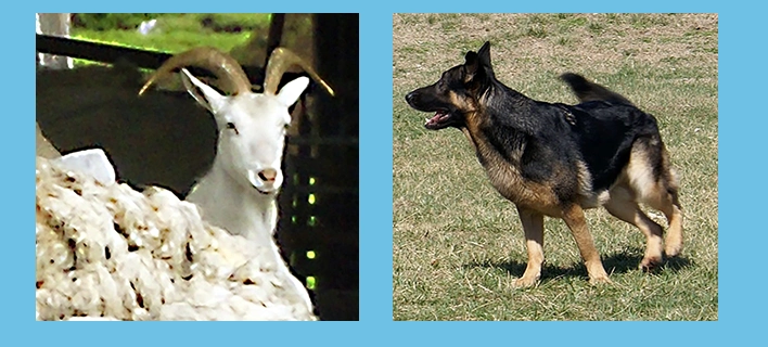 Photo of Goat looking toward from a barn and German Shepherd Dog photographed in mid stride running in a field