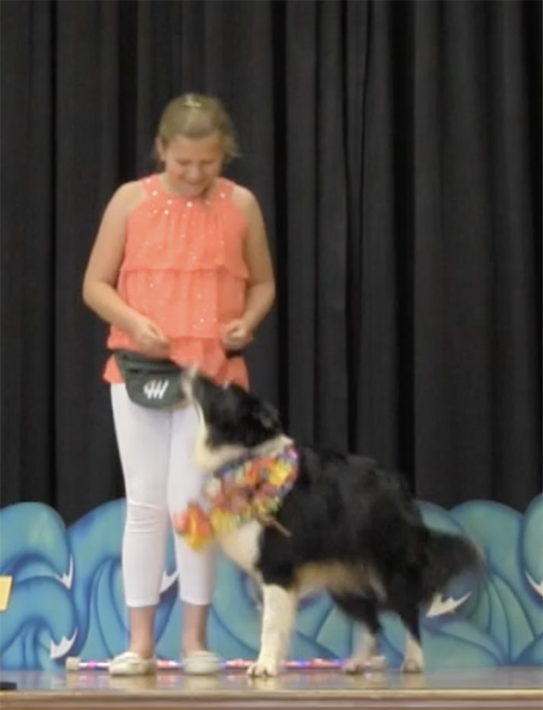 Elementery age girl on stage with Border Collie in obedience demonstration