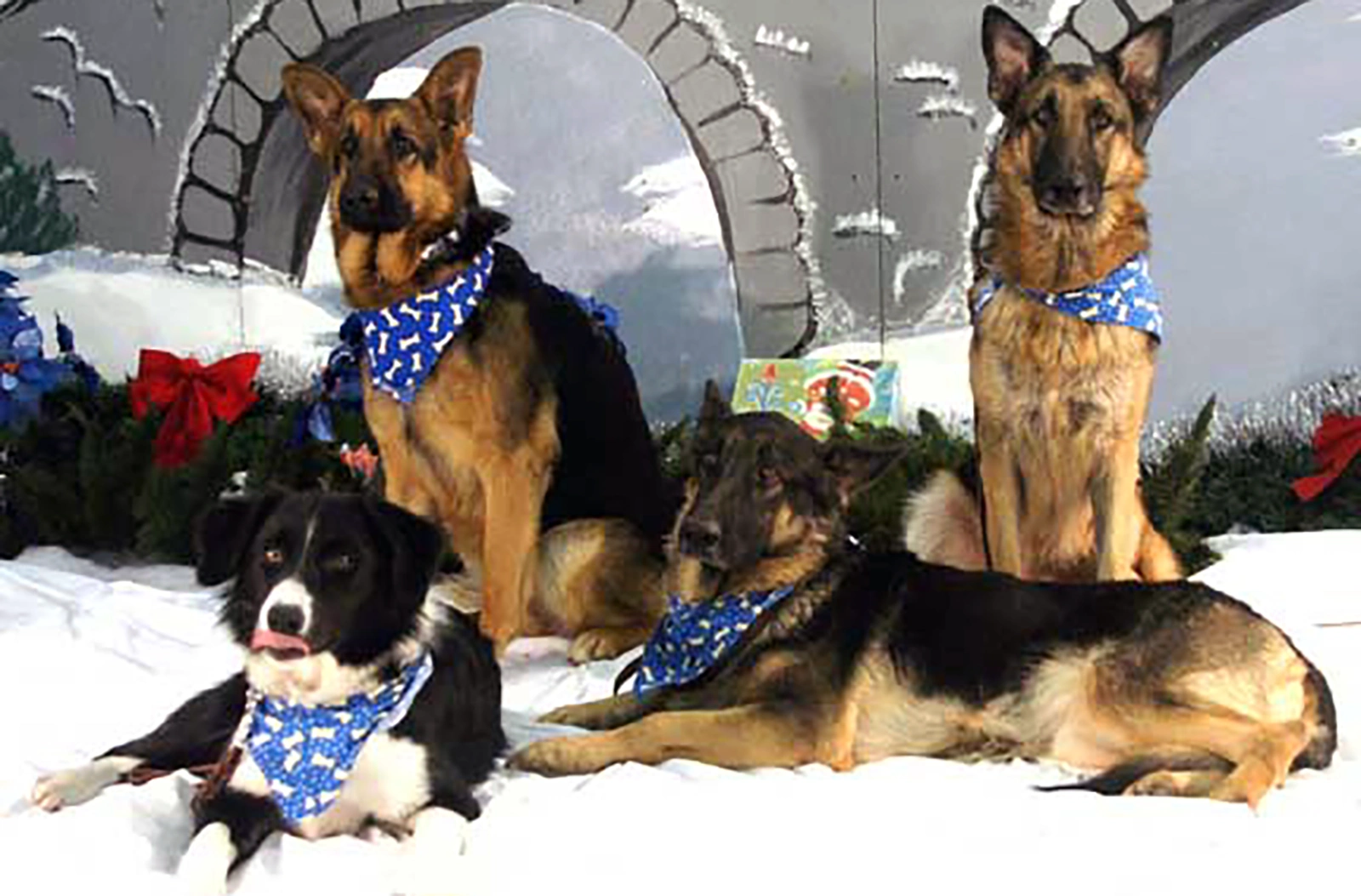 Three German Shepherd Dogs and one Border Collie puppy pose for picture