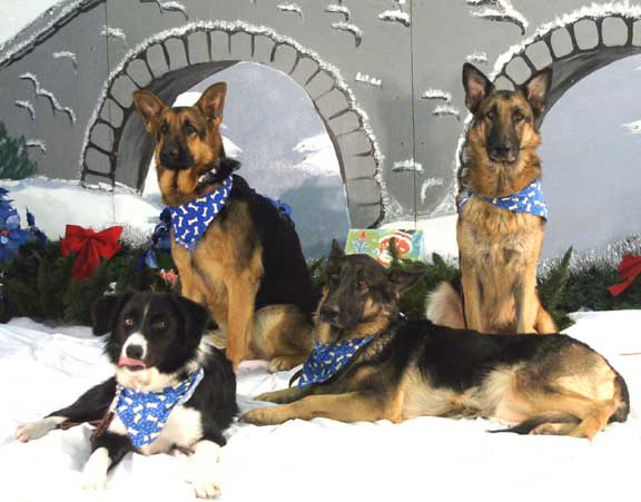 Three German Shepherd Dogs and one Border Collie puppy pose for picture