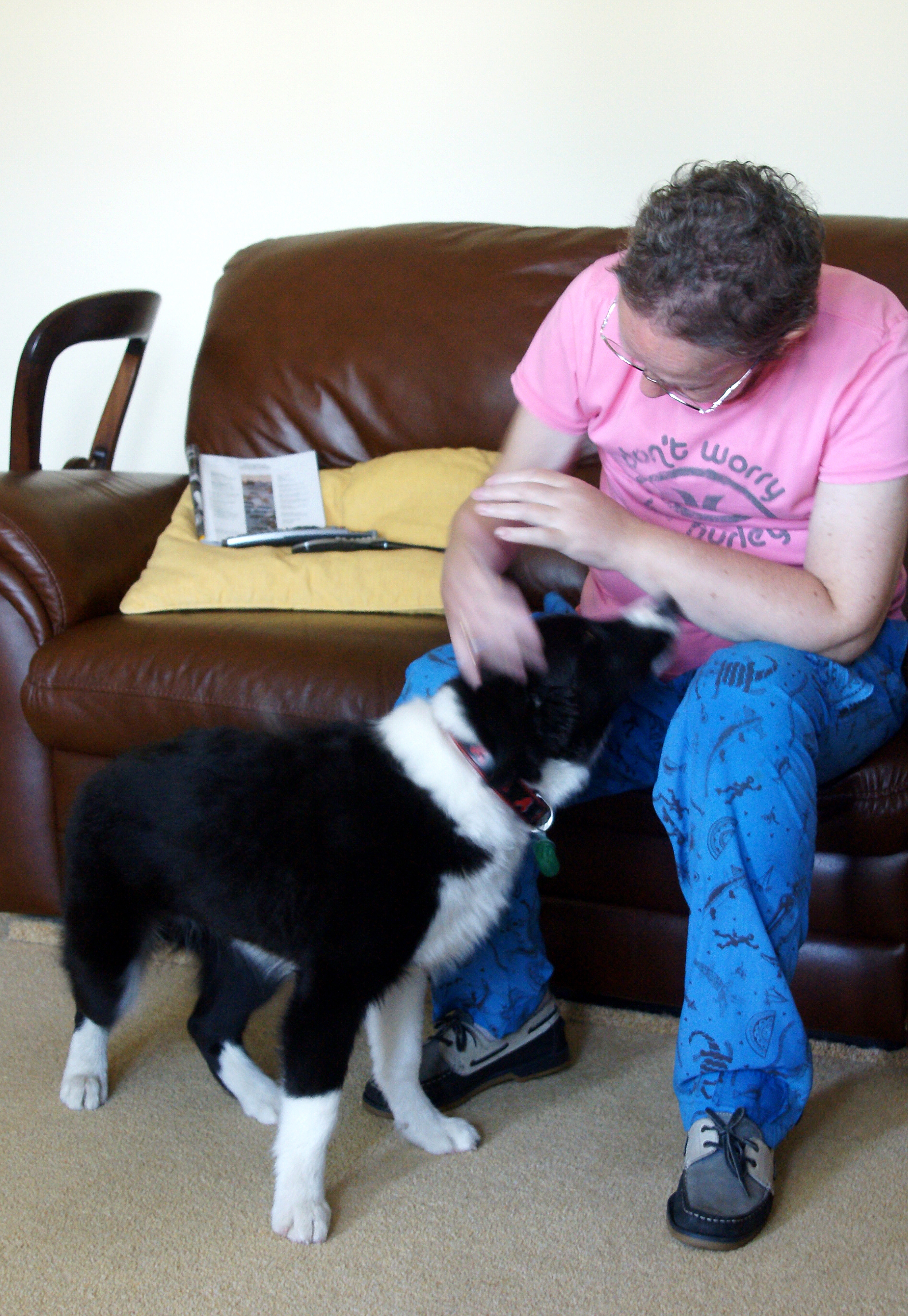 Border Collie puppy is petted by woman sitting on a sofa