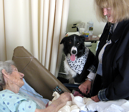 Woman in hospital bed looking at Border Collie and dog's handler standing next to be