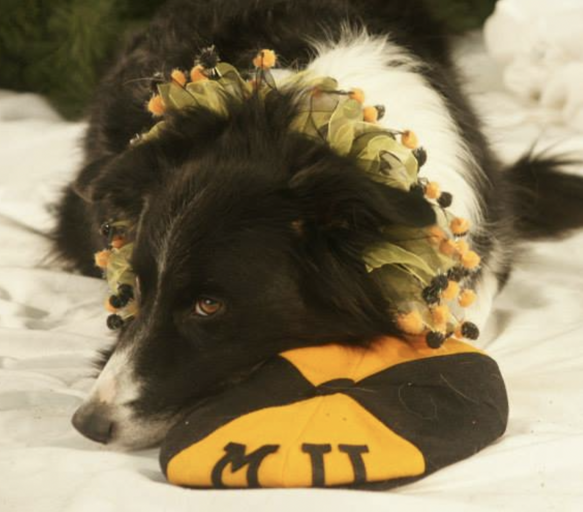 Border Collie lying beside university black and gold hat