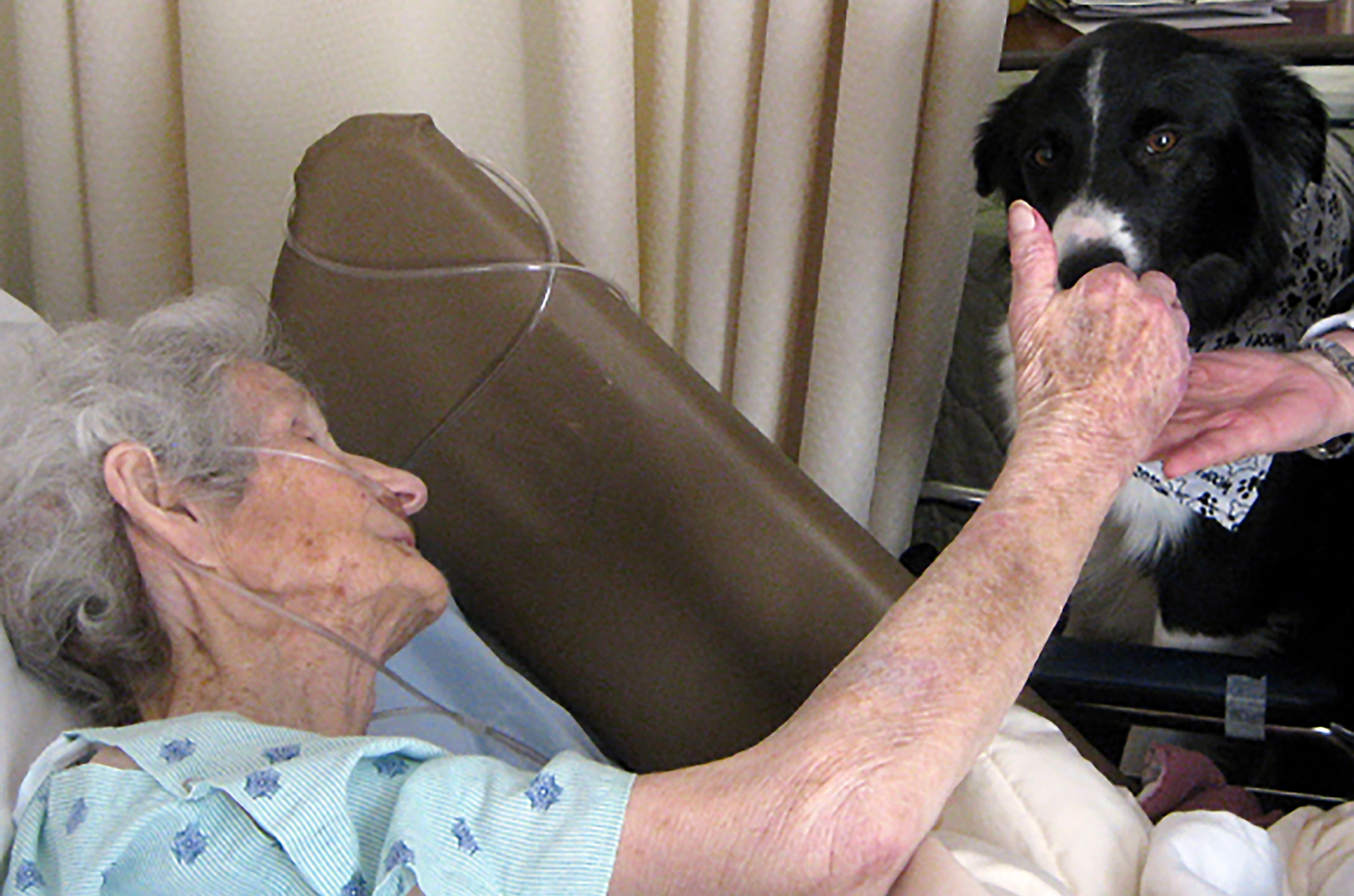 Woman in hospital bed reaches for Border Collie and dog's handler's hand supports hers
