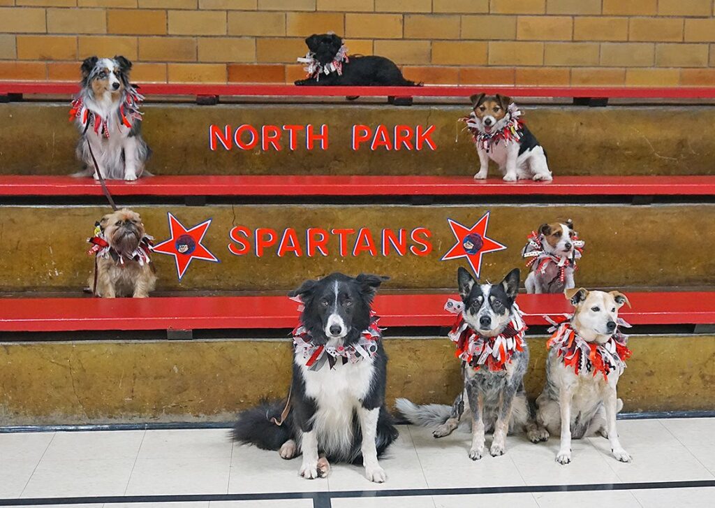 Dogs sit on bleachers for group photo after high school drill team and therapy visit.
