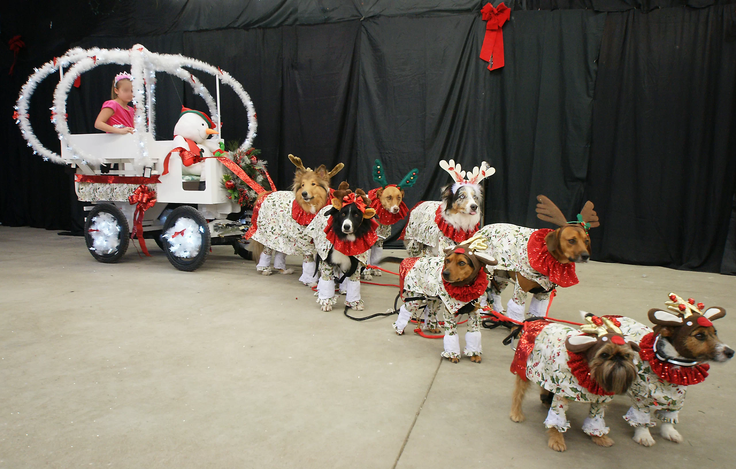 Dogs in reindeer costumes are hitched to a princes carriage