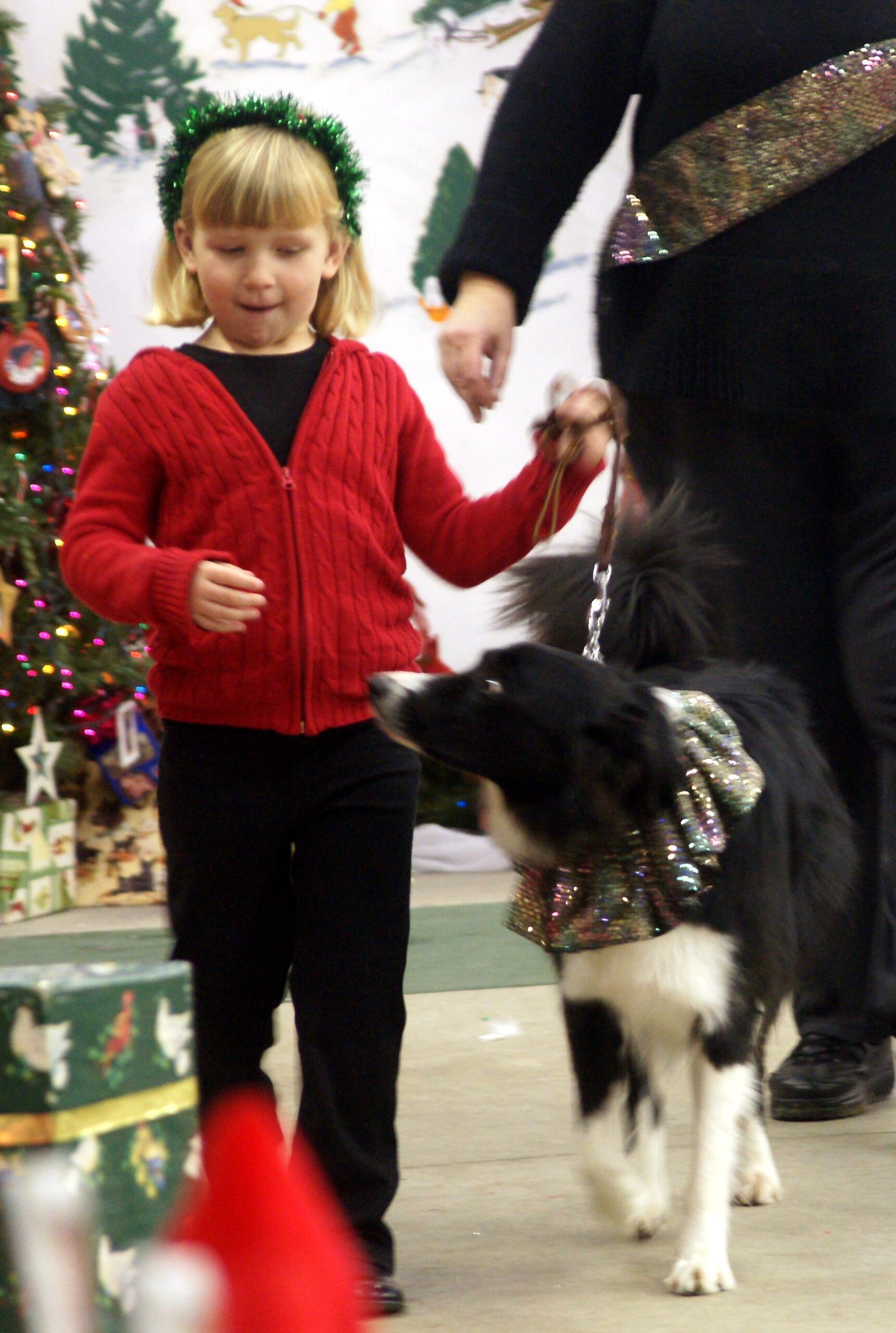 Young girl walks with Border Collie in a curtain call parade