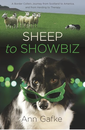 Book cover showing Border Collie herding small group of sheep and a second Border Collie wearing comic glasses. Book Titl;e is Sheep to Showbiz